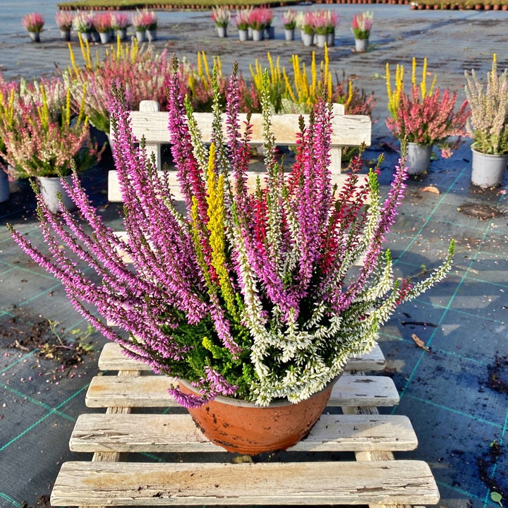 Wrzos Misa Jesienna Kompozycja Czterokolorowa Ładne Kolorowe Donice