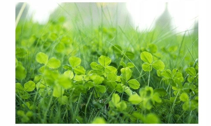 MIKROKONICZYNA NASIONA KONICZYNA DROBNOLISTNA BIAŁA 500G GĘSTA dekoracyjna