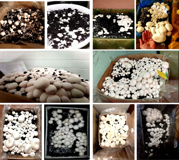 GRZYBNIA PIECZARKI BIAŁEJ BALOT PODŁOŻE 3FAZA 20KG Z BADANIAMI +