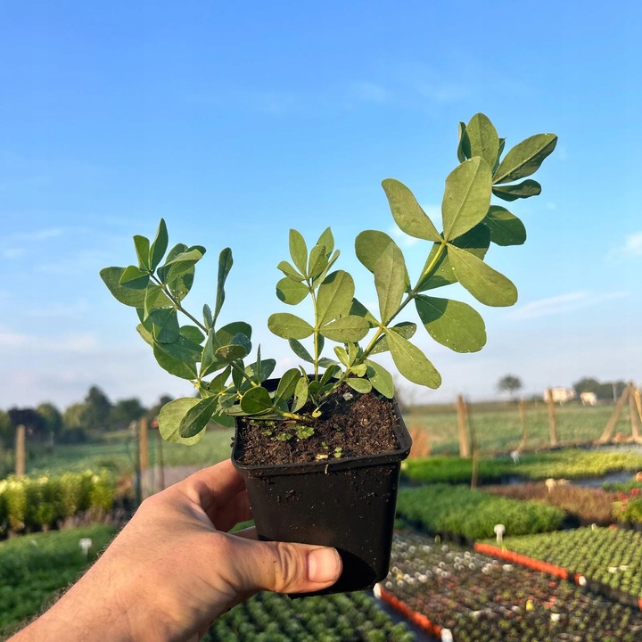 Baptysja Błękitna Bylina DŁUGOWIECZNA Mrozoodporna -35 Stopni Sadzonka