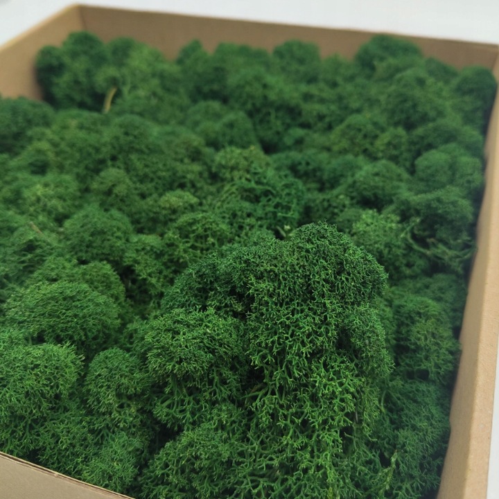 Mech Chrobotek Reniferowy - Fiński - Oczyszczony - Butelkowa zieleń