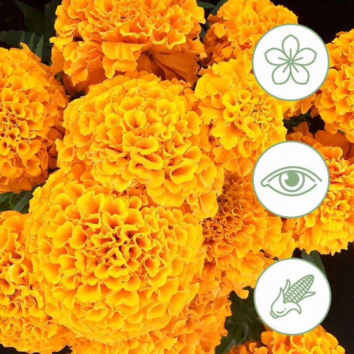 LUTEINA 40mg + ZEAKSANTYNA 8mg Oczy Zdrowy Wzrok Wysoka Dawka 100 dni