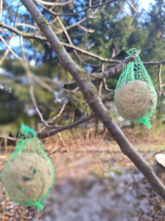 KULE TŁUSZCZOWE 50 SZT PYZY DO KARMNIKA SŁONECZNIK DLA PTAKÓW GRATIS 5