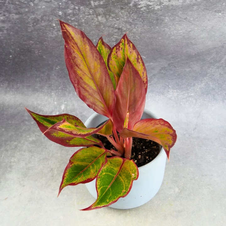 AGLAONEMA Crete FLAMES Red d9cm Niesamowicie wybarwiona PŁOMIENNA