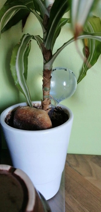 10x KULE NAWADNIAJĄCE DO KWIATÓW ROŚLIN DOZOWNIK WODY DO PODLEWANIA DOMOWY