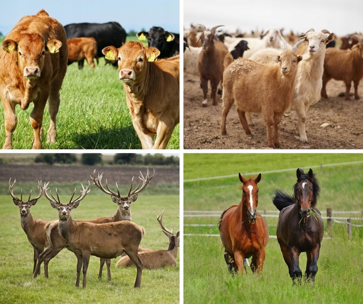 Lisal M Lizawka Solna Paszowa Mikroelementy Bydło Konie 10kg