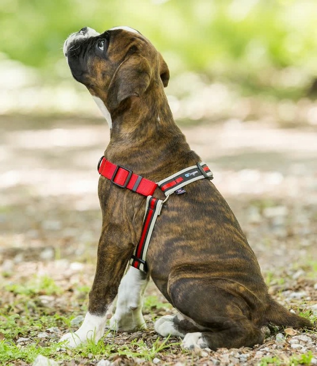 Szelki treningowe dla psa typu easy walk, ODBLASKI