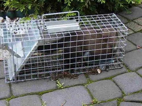 Pułapka łapka klatka na kuny łasice łaski szczury