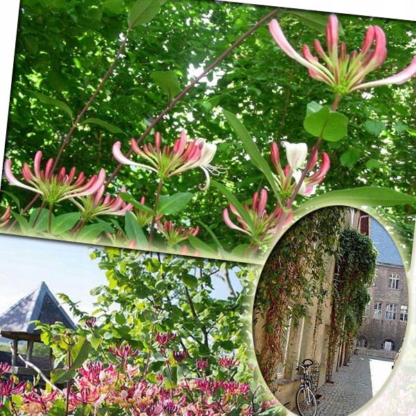 PNĄCZE NA PŁOT, ZIMOZIELONY WICIOKRZEW HENREGO - NIE ZRZUCA LIŚCI NA