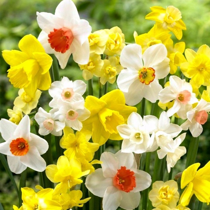 NARCYZ cebulki MIX BOTANICZNY odporne i trwałe 100 szt. + GRATIS