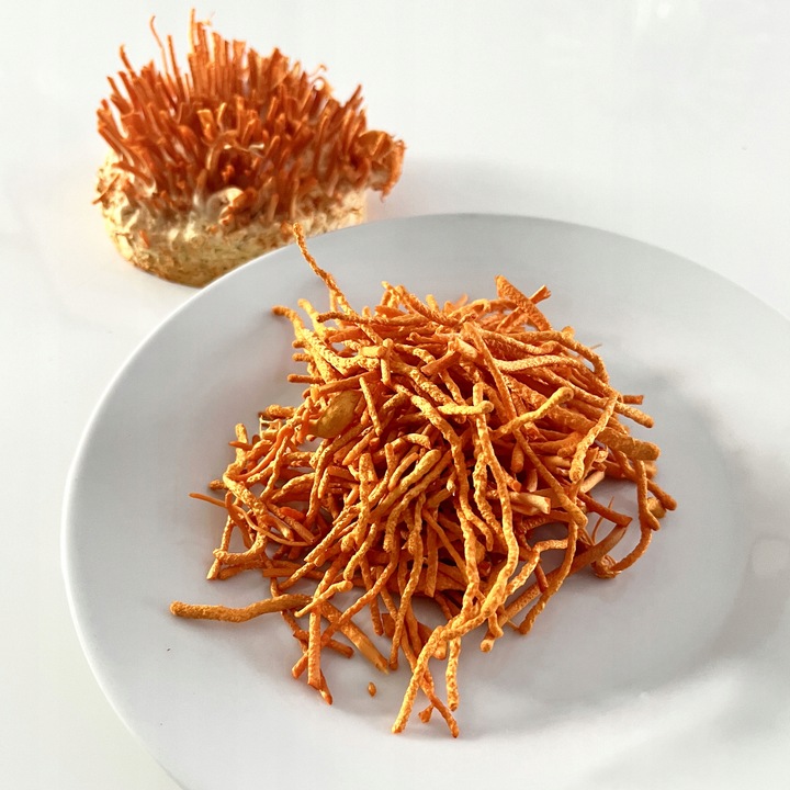 Maczużnik bojowy Cordyceps militaris substrat do uprawy grzybów