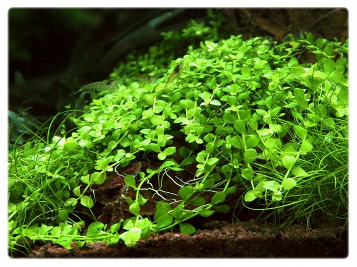 Micranthemum Monte Carlo kubek 10cm in vitro