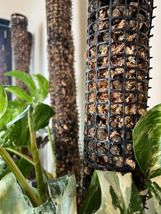 Palik z mchu 60cm sphagnum Podpora do roślin