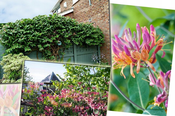 PNĄCZE NA PŁOT, ZIMOZIELONY WICIOKRZEW HENREGO - NIE ZRZUCA LIŚCI NA