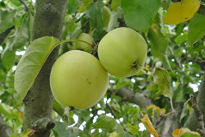 Jabłoń PAPIERÓWKA Oliwka żółta/ ODMIANA DESEROWA