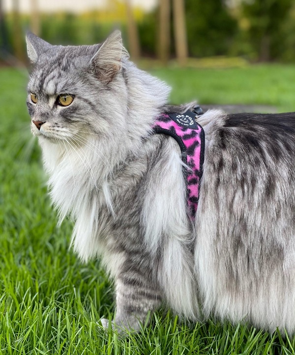 SZELKI dla dużego kota 38-48cm do 6kg Brytyjski TRE PONTI Leopard różowe