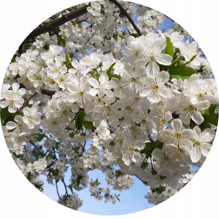 Śliwa WĘGIERKA DĄBROWICKA Twoja działka zasługuje na VIP-a wśród