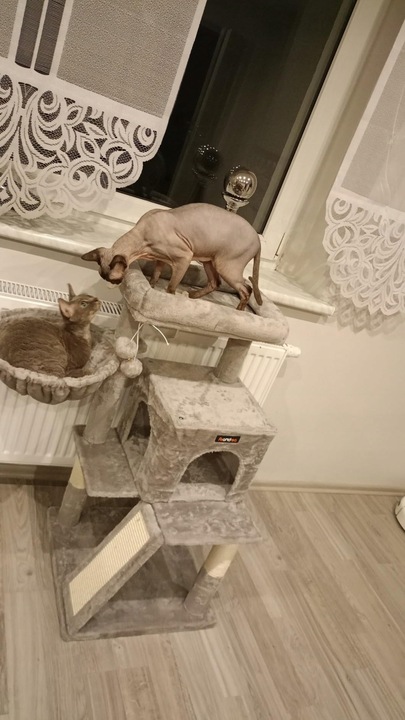 DRAPAK DLA KOTA KOTÓW STABILNY LEGOWISKO WIEŻA SŁUPEK DOMEK 3 POZIOMY