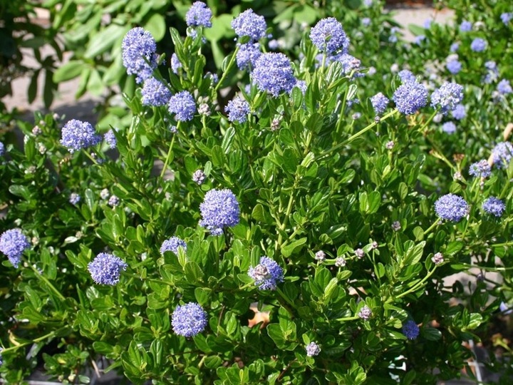 Prusznik niebieski VICTORIA zimozielony SADZONKA niebieski DŁUGO