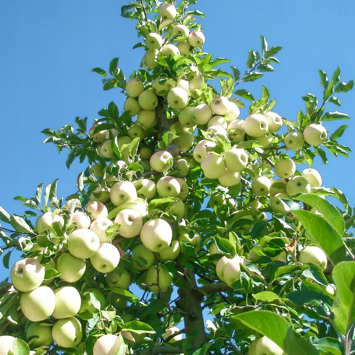 SADZONKI DRZEWKA OWOCOWE JABŁOŃ ANTONÓWKA BIAŁA ŚMIETANKOWA