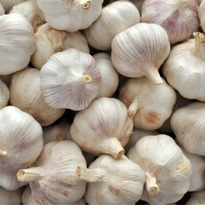 ZIMOWY ZESTAW DO SADZENIA 2x Dymka + Czosnek Harnaś 500g