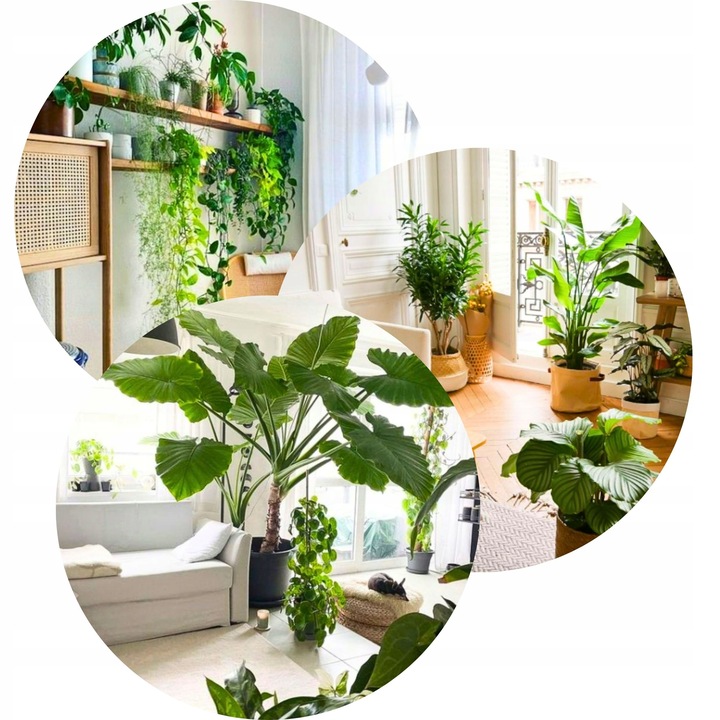 Podłoże BIGOS Lekka Ziemia do kwiatów roślin zielonych 5L Mieszanka