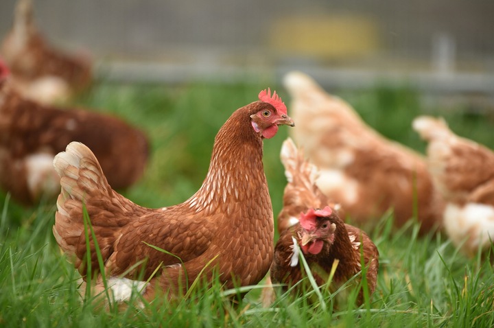 Witaminy dla kur niosek drobiu POLFAMIX A+Z 1KG