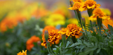 Suplement diety na wzrok Best Lab Best EyeShield 30 kapsułek