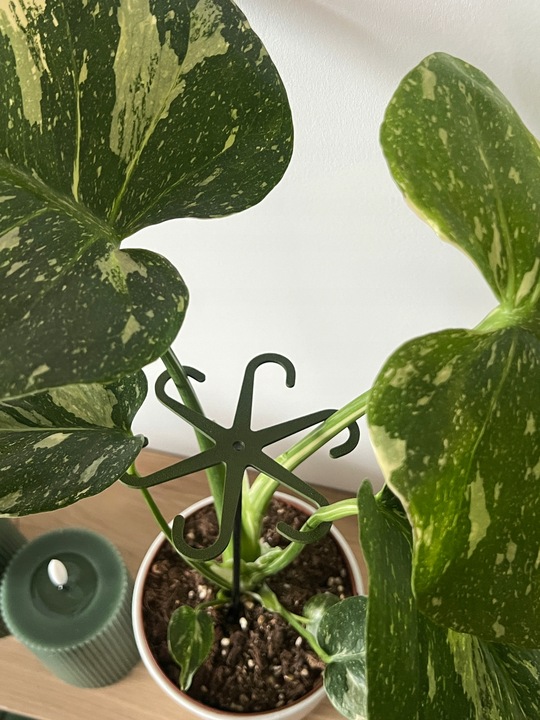 Podpórki do kwiatów podpórka chwytak z prętem 33cm OCTOPUS M 15cm 3 szt.