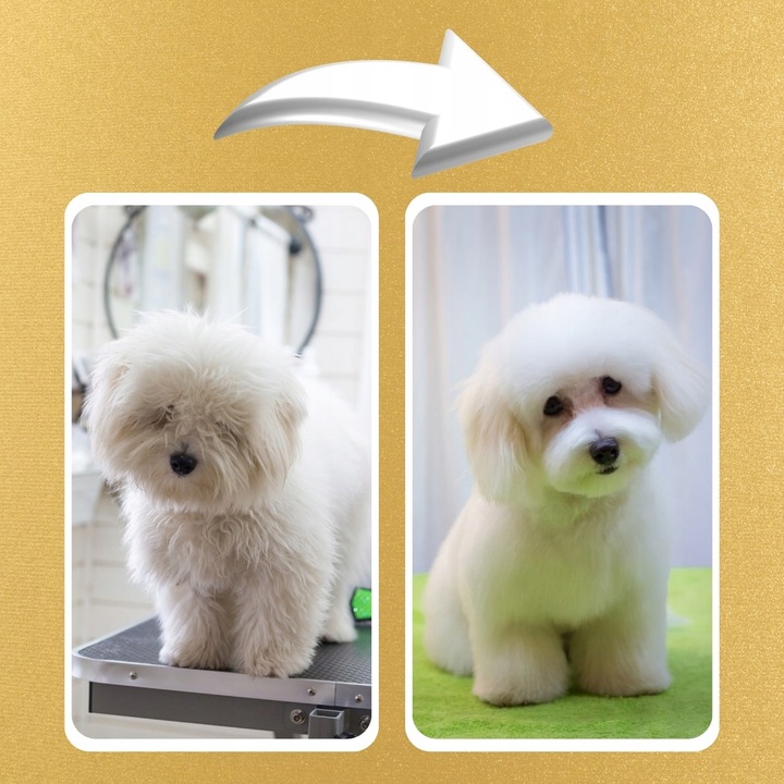 MASZYNKA DO STRZYŻENIA PSÓW PSA GOLARKA ZESTAW 11e