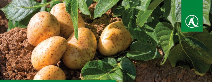 Nawóz Florovit Agro Complex NPK 12-11-18 25kg NISKA ZAWARTOŚĆ CHLORKÓW