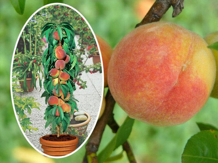 JABŁOŃ GRUSZA CZEREŚNIA WIŚNIA BRZOSKWINIA MORELA KOLUMNOWE PAKIET 6