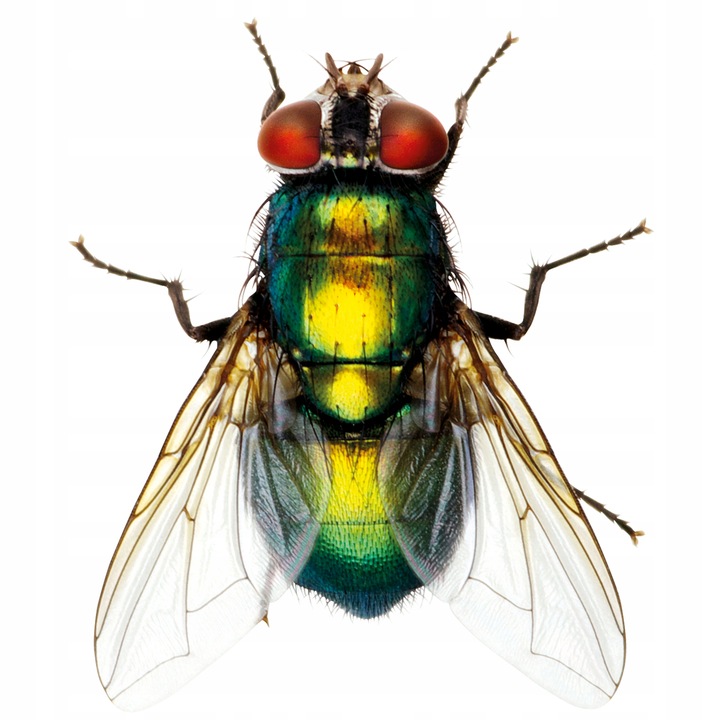 BROS Płyn do elektrofumigatora owadobójczego, muchy, komary, mrówki