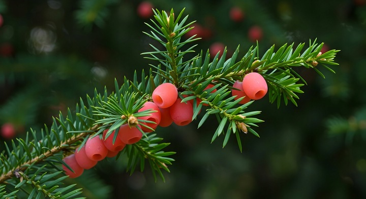 Yara Mila Nawóz jesienny do Trawy Trawnika Ogrodu na mech PRO.