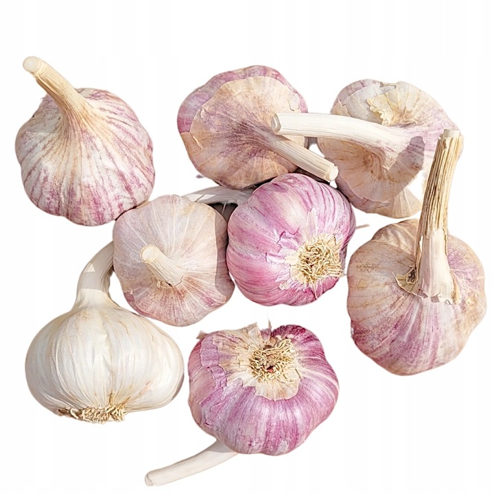 CZOSNEK HARNAŚ ozimy polskie główki mocny aromat (ZBIÓR 2025) ZIMOWY