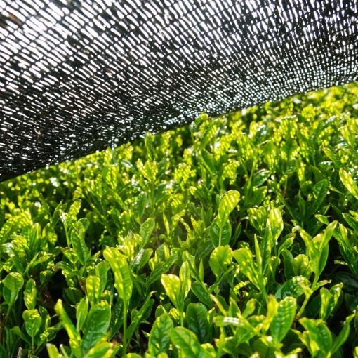 Herbata JAPOŃSKA SENCHA Tradycyjna