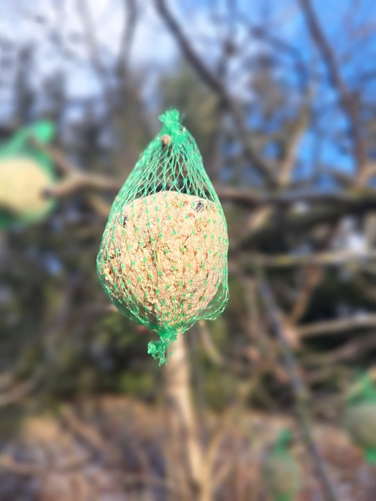 KULE TŁUSZCZOWE 50 SZT PYZY DO KARMNIKA SŁONECZNIK DLA PTAKÓW GRATIS 5