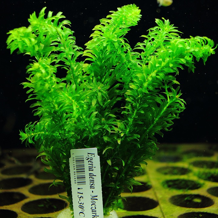 Moczarka Argentyńska Rośliny do akwarium ŁATWA