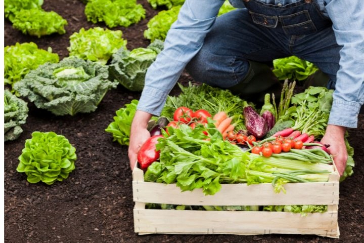 SZKLARNIA OGRODOWA POLIWĘGLAN DOMEK 1,9x1,95m 3,61m2 OCHRONA UV