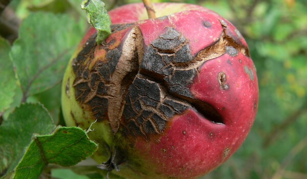 MOCZNIK NA JESIENNY OPRYSK PARCH CHOROBY GRZYBOWE 46% DRZEWEK KRZEWÓW