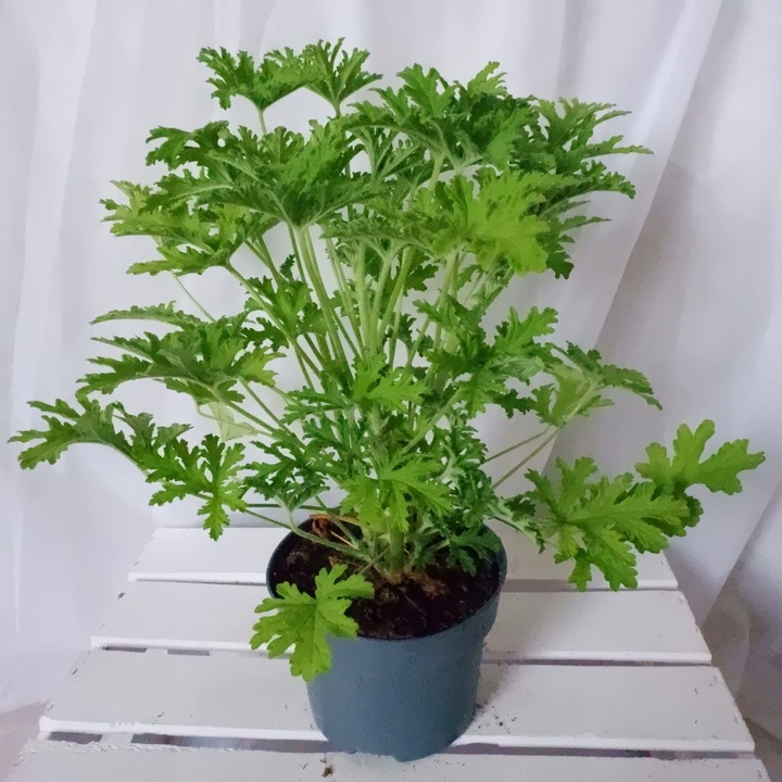 GERANIUM ANGINKA ROŚLINA LECZNICZA gęsta XL don.Ø13cm