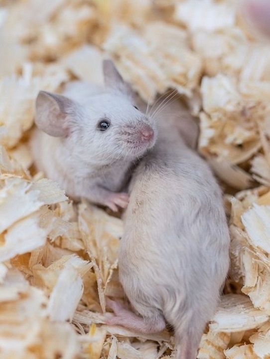 Bezpyłowe trociny ProBioBED Plus dla gryzoni jeży kur koni królika - 250 l