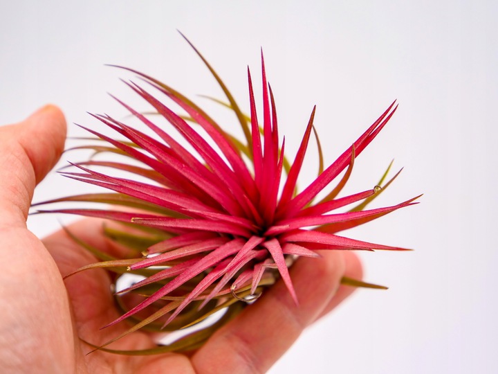 Tillandsia OPLĄTWA ionantha Intensywnie czerwona W ZIMOWYM OPAKOWANIU
