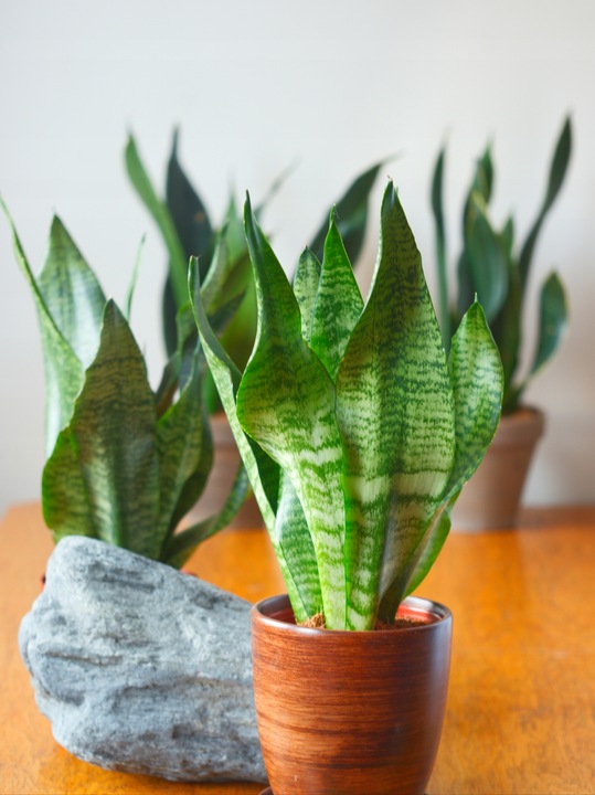 SANSEVIERIA 'ROBUST' pięknie ubarwione liście Sansewieria rozmiar S