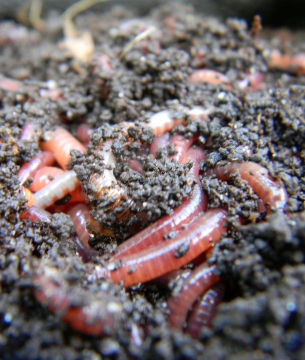 15L Bio Bigos Lekkie Uniwersalne Podłoże Ziemia do Kwiatów Monstera