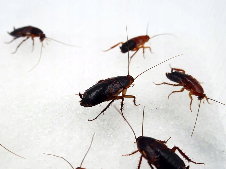 Hydrożel, woda w żelu dla owadów, karaczany, świerszcze - gotowy żel 650ml