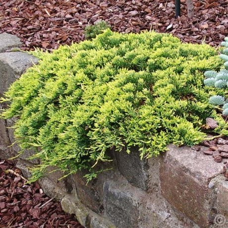 Jałowiec płożący 'Golden Carpet' (Juniperus horizontalis)