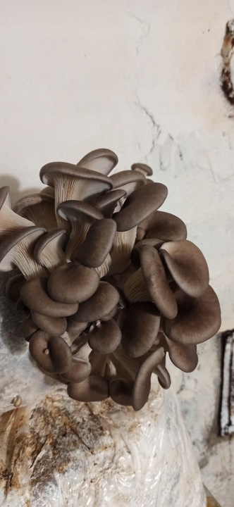 BOCZNIAK BOCZNIAKI BALOT uprawa w DOMU grzybnia