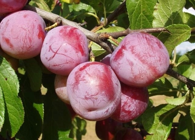 Śliwa RENKLODA ALTHANA /znana i niezwykle UWIELBIANA śliwka, dorodne