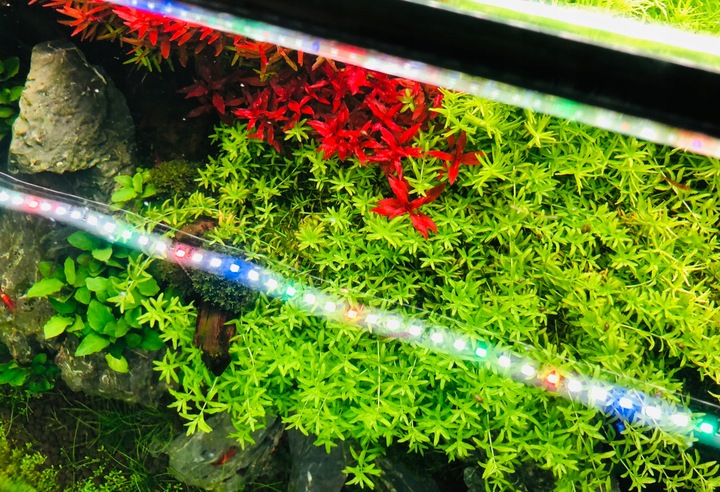 INVITAL AquaSpectrum LED 11,4W 48,5cm